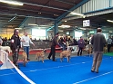 Malinois classe ouverte femelles 5543